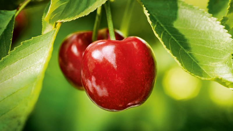 Regionales Obst und Gemüse